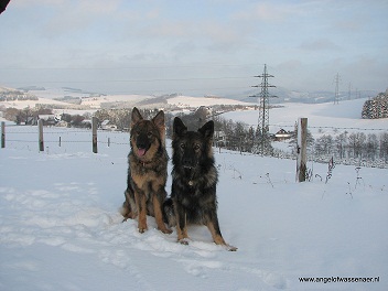 Twee prachtige Grauwe Oudduitse Herders in de diepe sneeuw
